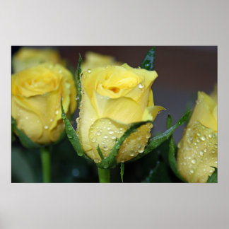 Yellow Rose Poster