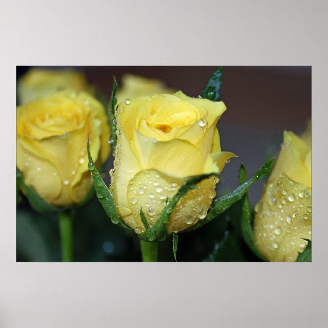 Yellow Rose Poster (Front)