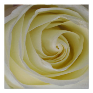 Yellow Rose Poster Print