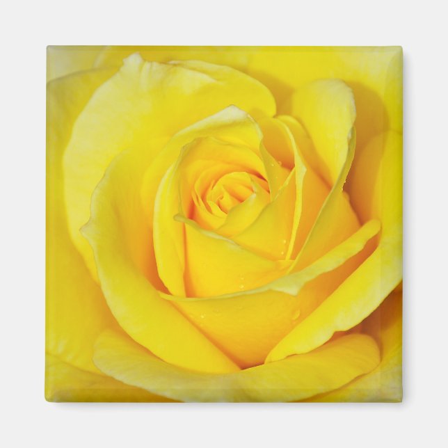 Yellow rose print magnet (Front)