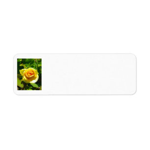 Yellow Rose Return Address Label