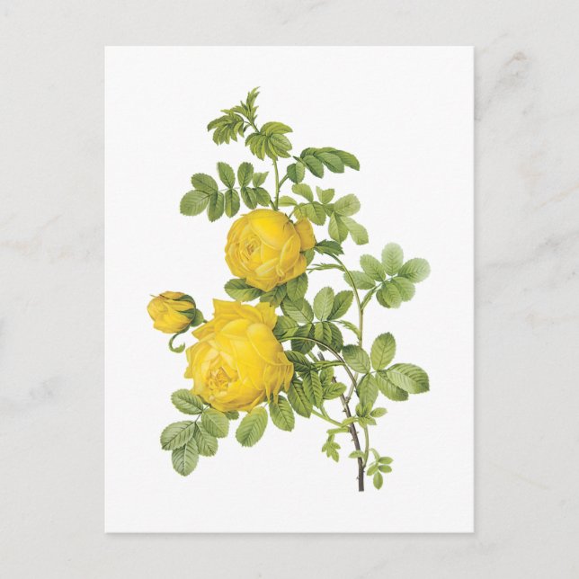 yellow rose(Rosa sulfurea) by Redouté Postcard (Front)