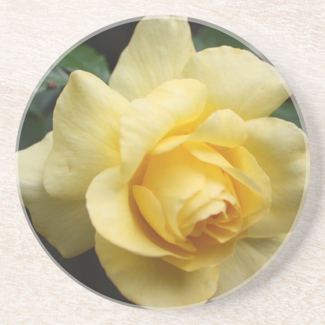 Yellow Rose Sandstone Coaster (Front)