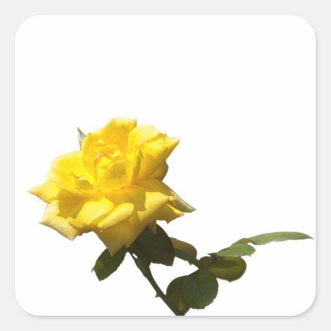 Yellow rose square sticker (Front)