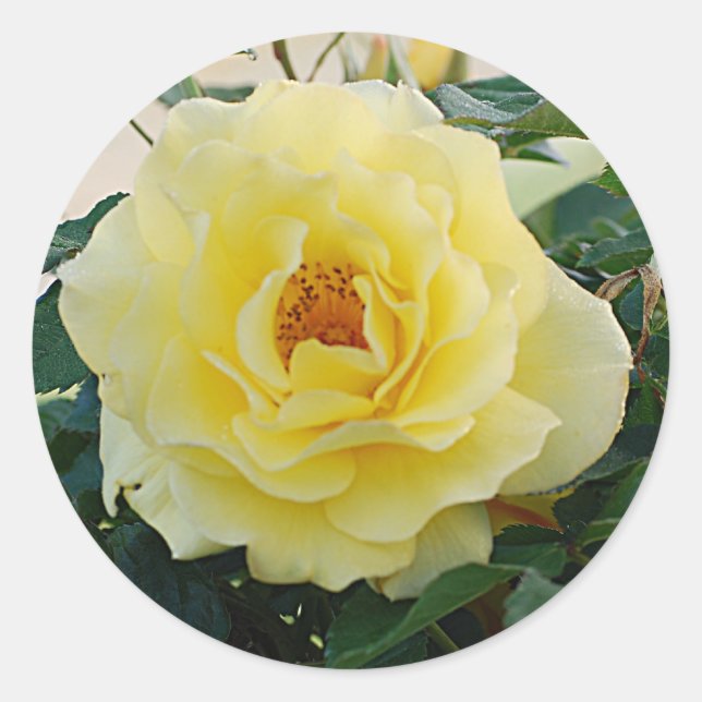 Yellow Rose sticker (Front)