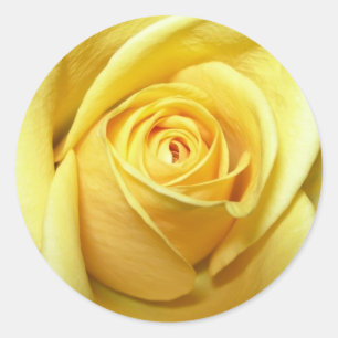 yellow rose sticker