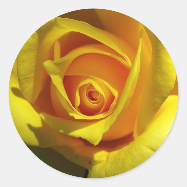 Yellow Rose Sticker (Front)