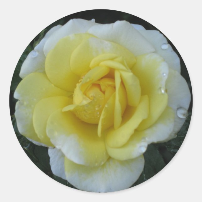 Yellow Rose Sticker (Front)
