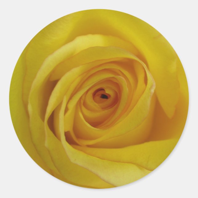 Yellow Rose Stickers (Front)