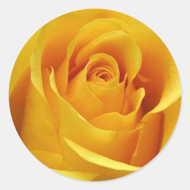 Yellow Rose Stickers and Envelope Seals (Front)