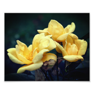 Yellow Rose Trio 8x10 Photo Print