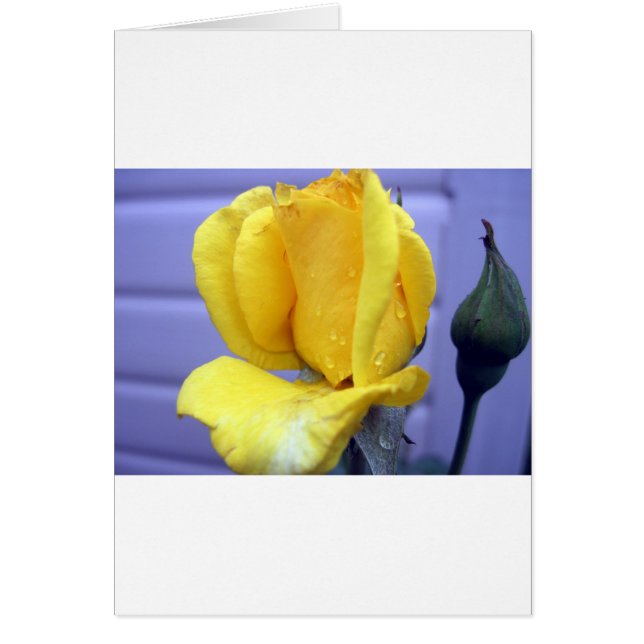 Yellow Rosebud (Front)