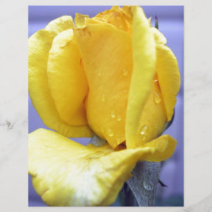 Yellow Rosebud