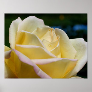 Yellow Rosebud Flower Poster