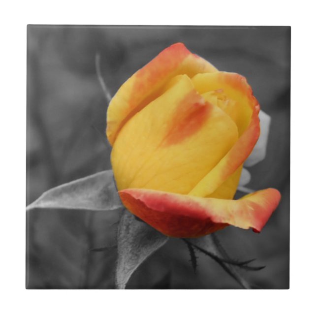 Yellow Rosebud In Black And White Ceramic Tile (Front)