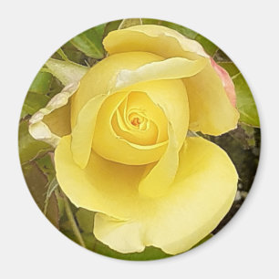 Yellow Rosebud Magnet