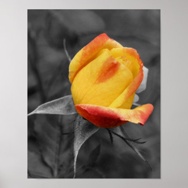 Yellow Rosebud Partial Colour Poster (Front)