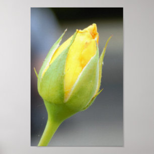 Yellow Rosebud Photo Poster