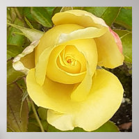 Yellow Rosebud