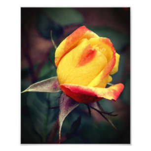 Yellow Rosebud With Red Highlights 8x10 Photo Print