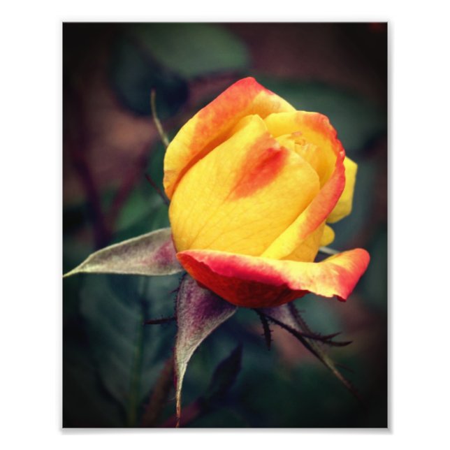 Yellow Rosebud With Red Highlights 8x10 Photo Print (Front)