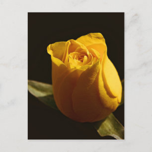 Yellow Roses 11 Postcard