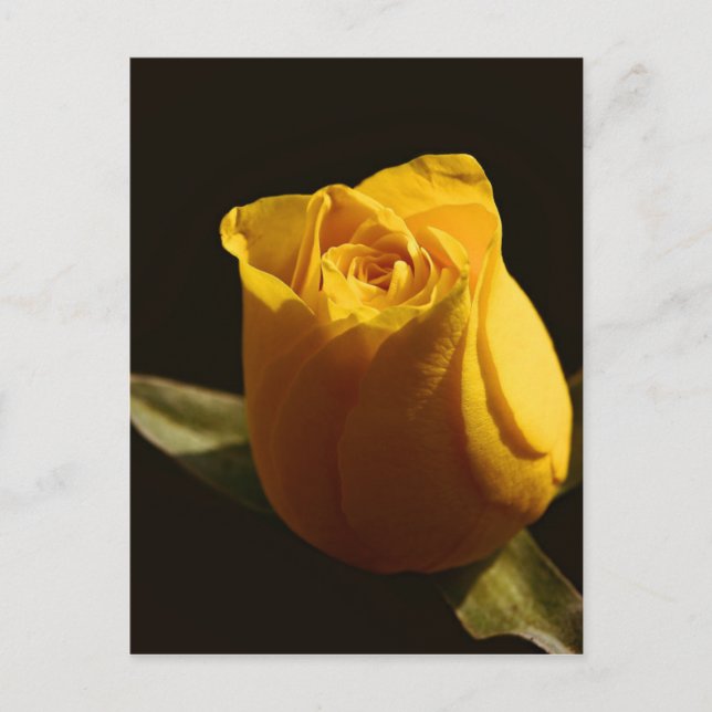 Yellow Roses 11 Postcard (Front)