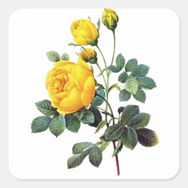 Yellow Roses by Pierre Joseph Redoute Square Sticker (Front)