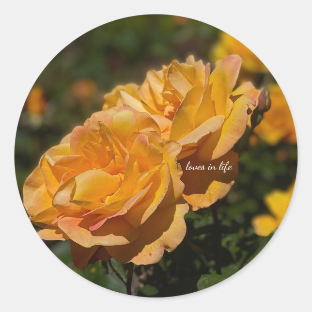 Yellow Roses  Classic Round Sticker (Front)