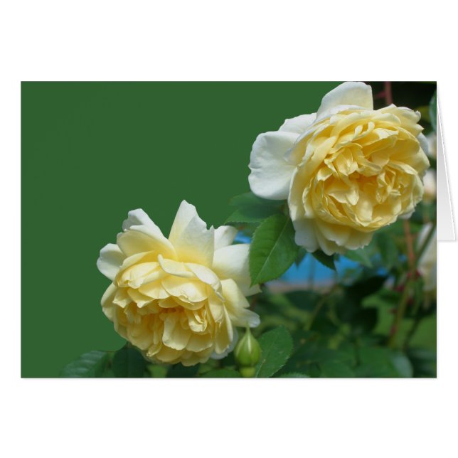 Yellow Roses Flower Photography Card (Front Horizontal)