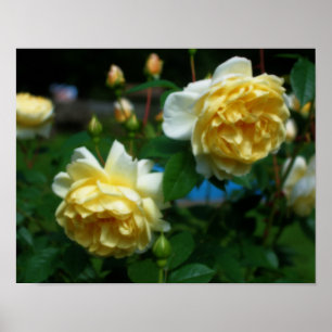 Yellow Roses In Bloom Orton Art Poster