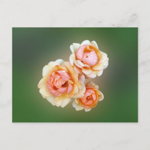 yellow roses postcard