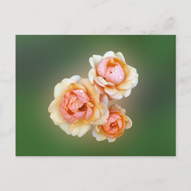 yellow roses postcard (Front)