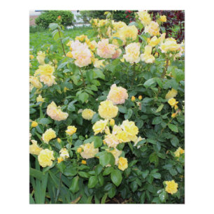 Yellow Roses Poster