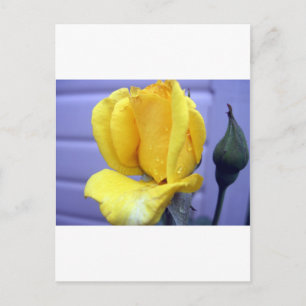 Yellow Rsoebud Postcard