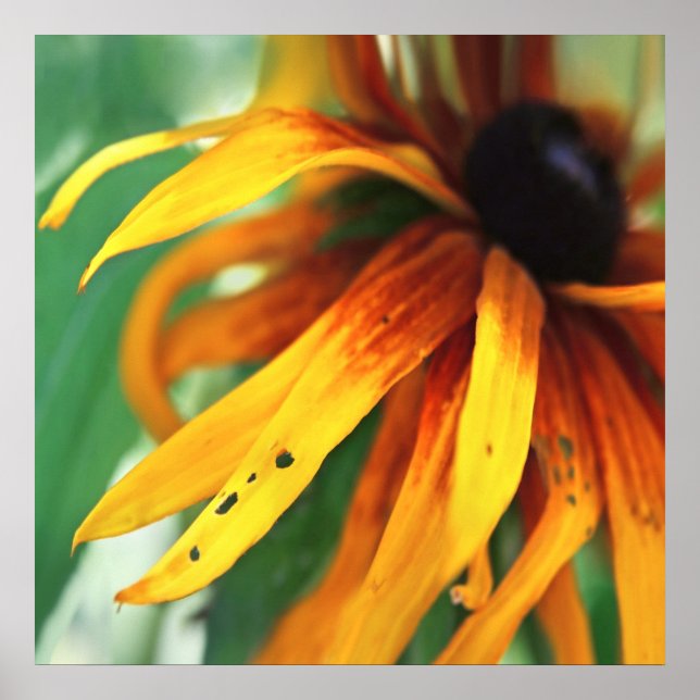 Yellow Rudbeckia Flower Macro Abstract Poster (Front)