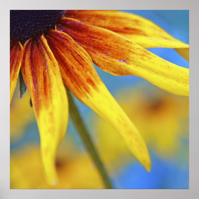 Yellow Rudbeckia Flower Macro Abstract Poster (Front)