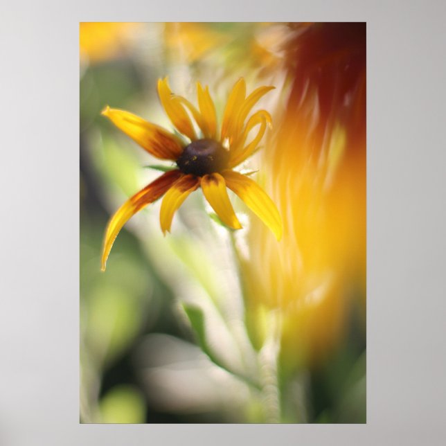 Yellow Rudbeckia Flower Poster (Front)