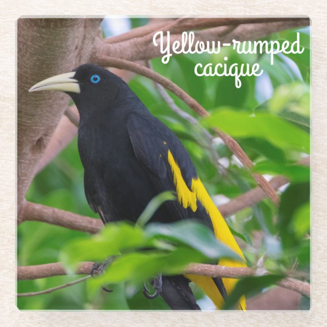 Yellow-rumped cacique glass coaster (Front)