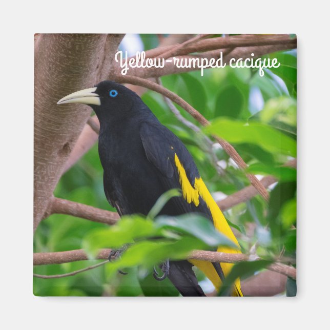 Yellow-rumped cacique magnet (Front)