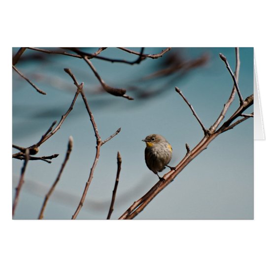 Yellow Rumped Warbler 01 Card