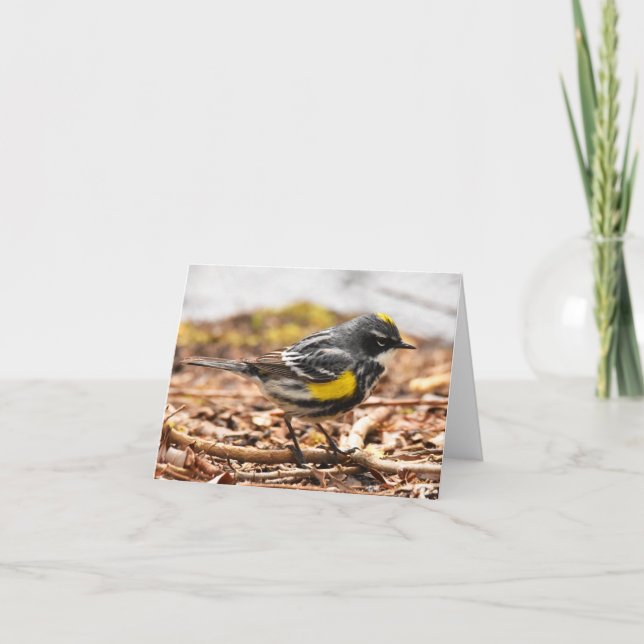 Yellow-Rumped Warbler #1 - Blank Note Card (Front)