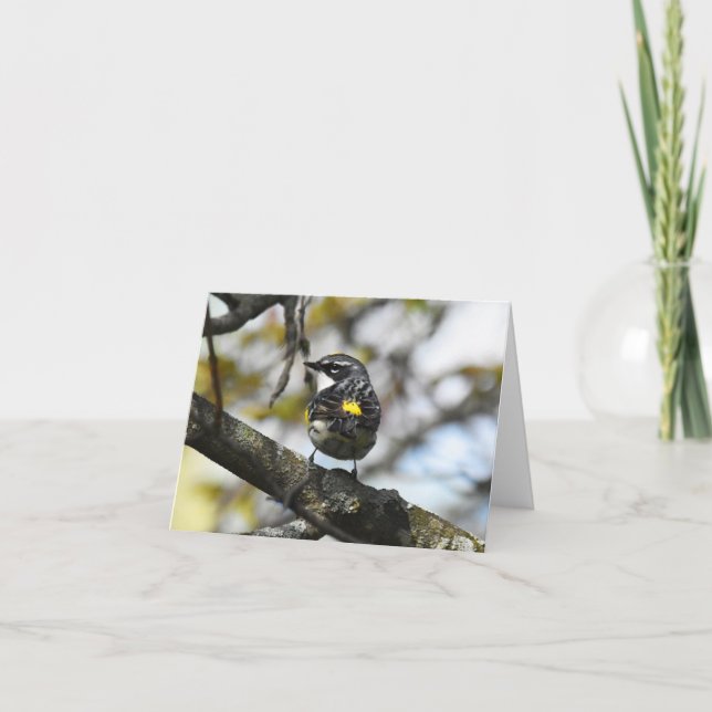 Yellow-Rumped Warbler #3 - Blank Note Card (Front)