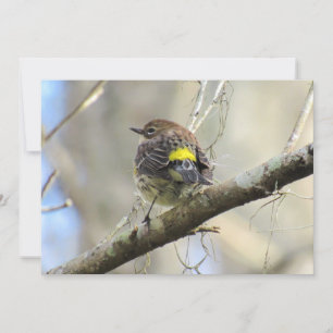 Yellow Rumped Warbler - Backyard Bird - Flat Card