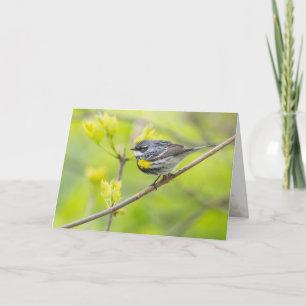 Yellow-rumped Warbler Card