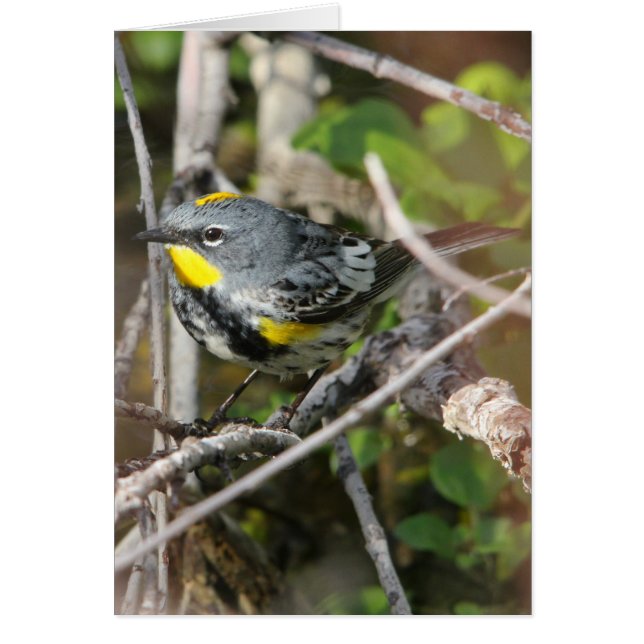 Yellow-rumped Warbler II (Front)