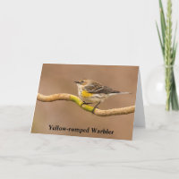 Yellow-rumped Warbler Perched