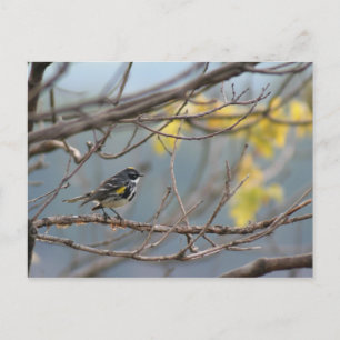 Yellow-rumped Warbler Postcard