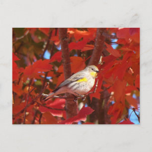 Yellow-rumped Warbler Postcard