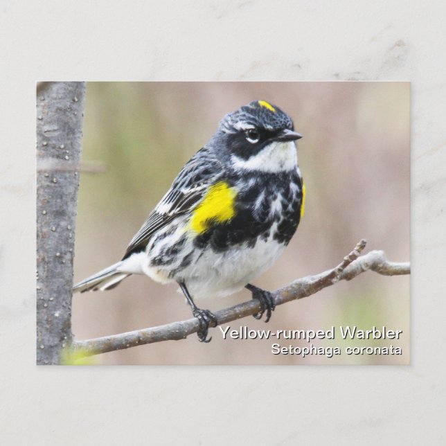 Yellow-rumped Warbler Postcard (Front)